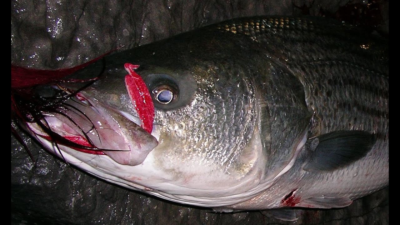 Surf Fishing for Striped Bass - Channel Bucktailing