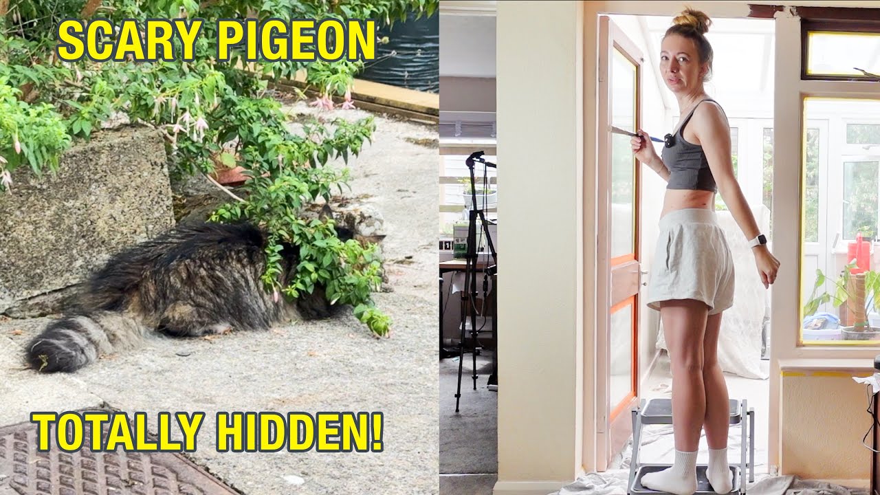 FREE Cat Hides From Pigeon! & Finishing The Painting!