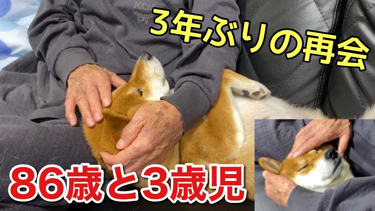 【柴犬】3年ぶりに再会したおじいちゃんにどうしてもお腹を撫でてもらいたくて全力で甘える犬