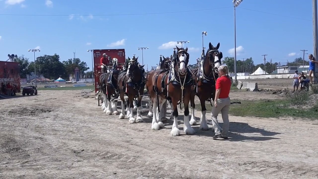 Budweiser Clydesdales @ The Sandusky County Fair 2022