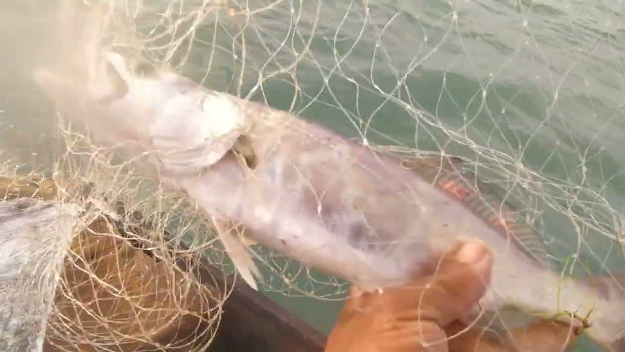 FOMOS EM BUSCA DAS PESCADAS Á TRÊS KM DA COSTA COM REDE MALHA 7 E 8 