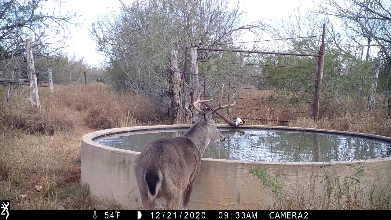 Browning Recon Force trail camera Video Webb County Texas December 2020