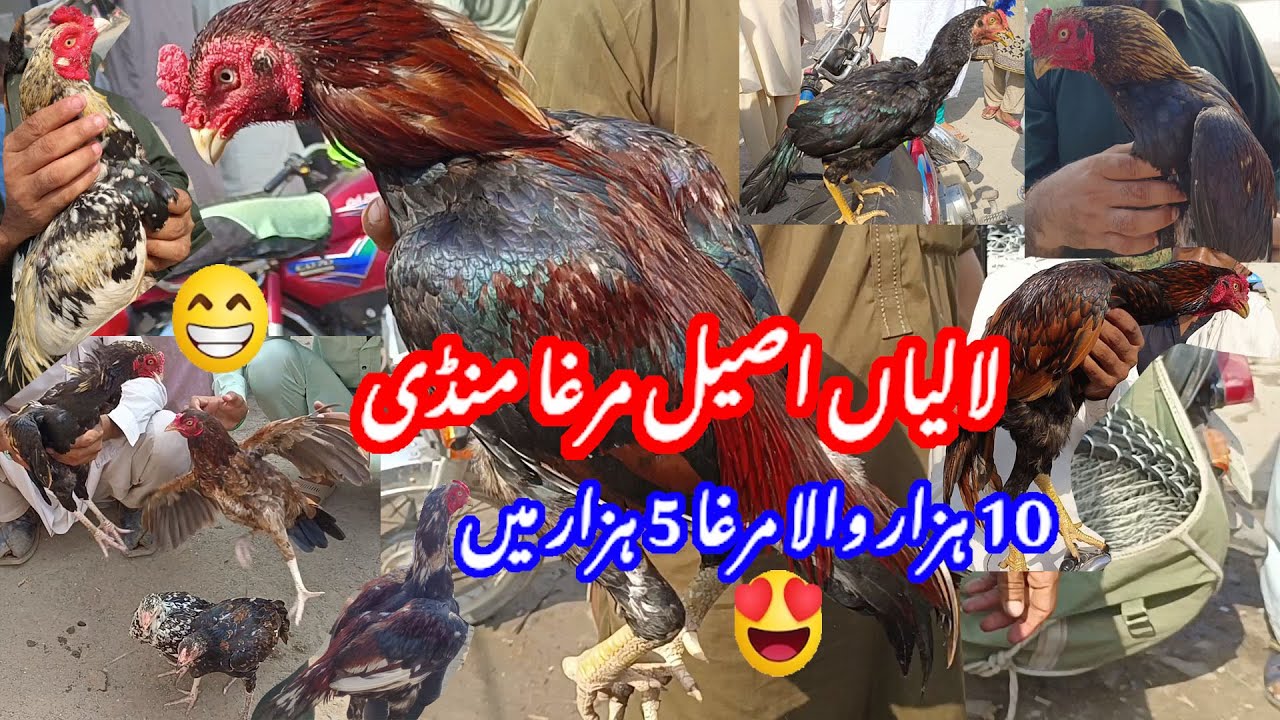 😲Laliya Ki Mashhoor Mandi Ka Khobsort Nazara Bohot Hi Nayab Aseel Breeder Or Murgiya #vlog #aseel