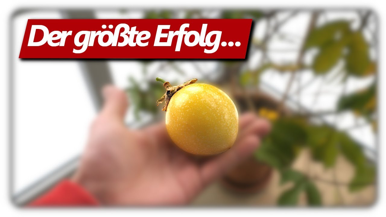 Passionsfrucht Maracuja erfolgreich anbauen in Deutschland Teil 2