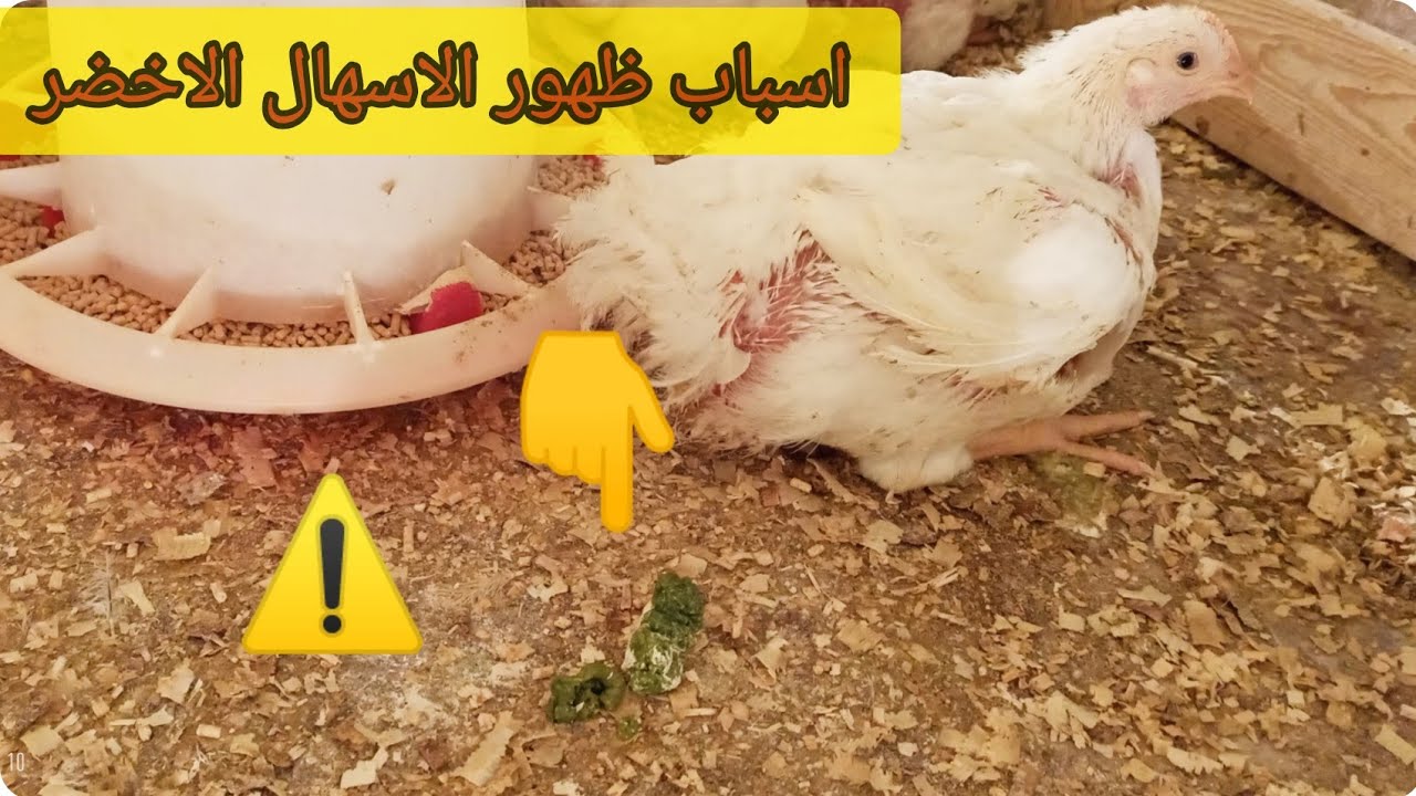 اسباب ظهور الاسهال الاخضر في العمر الكبير للفراخ البيضاء 🐔🐔