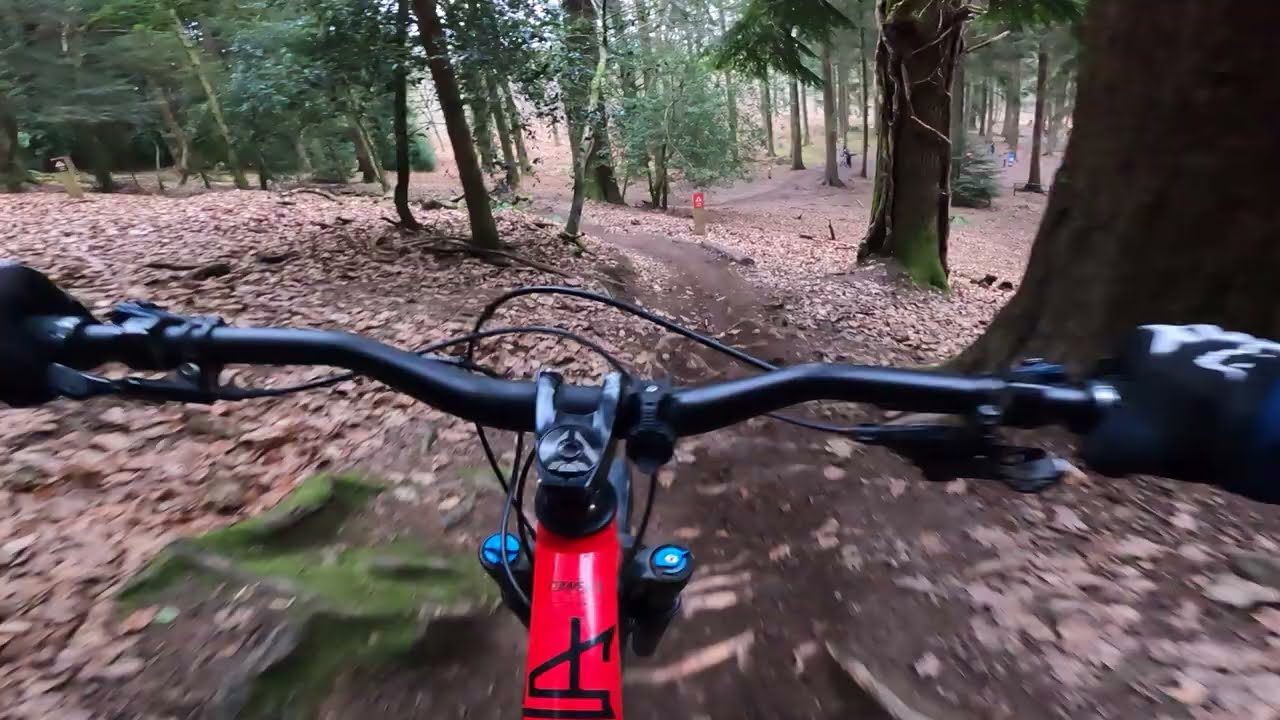 Forest of Dean - Twisted Sister - Raw