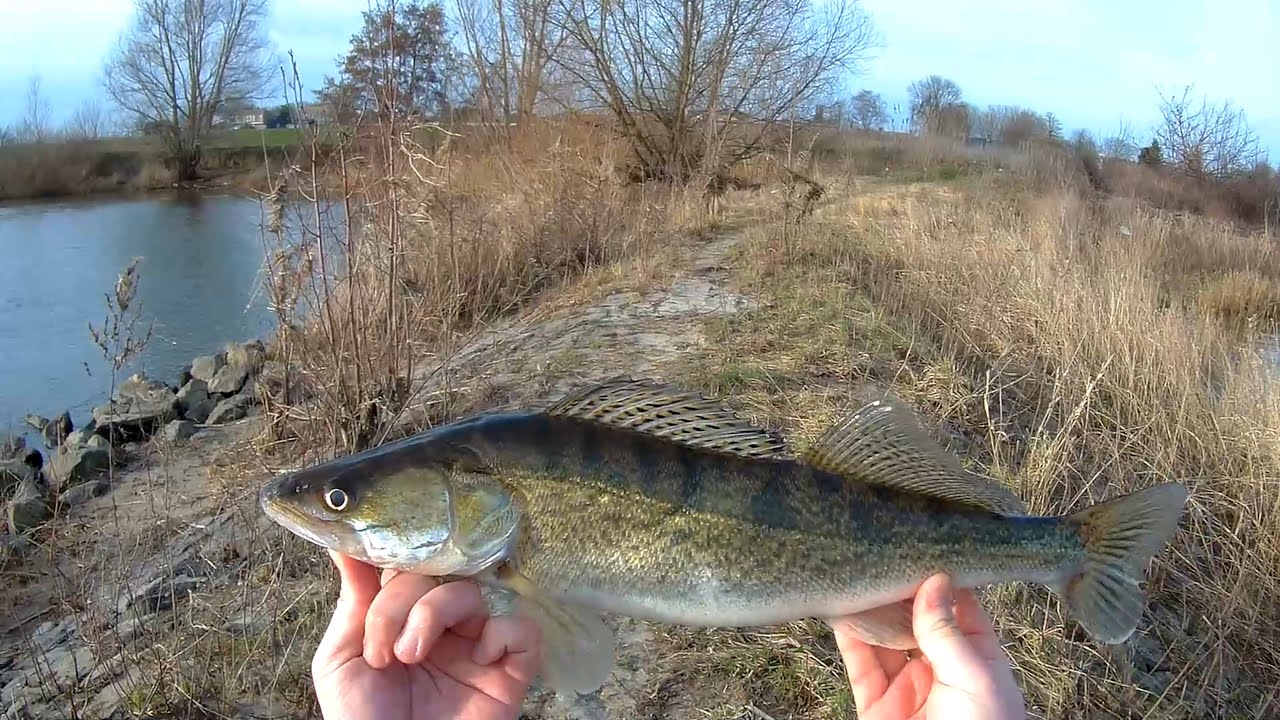 Snoekbaars (zander) vissen op de Maas (met aanbeten!)