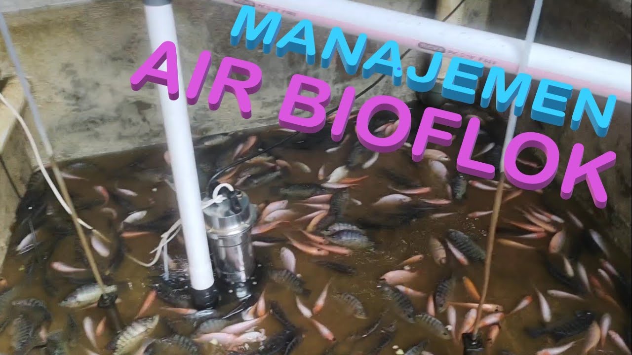 MANAJEMEN AIR BUDIDAYA NILA BIOFLOK