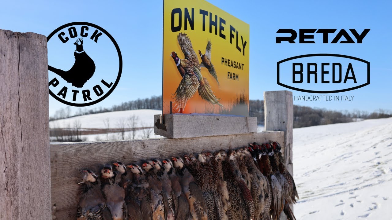 We Spent the Day at One of Wisconsins Best Pheasant Farms | On the Fly Pheasant Farm,