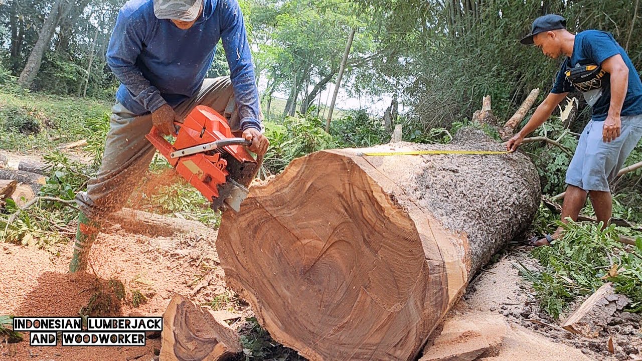 Cutting down the old half-dry Trembesi... The wood is EXCELLENT.