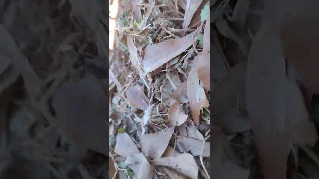 Waste management Wednesday Bulk collection PART 107 on December 31 2025 at 10:19 AM