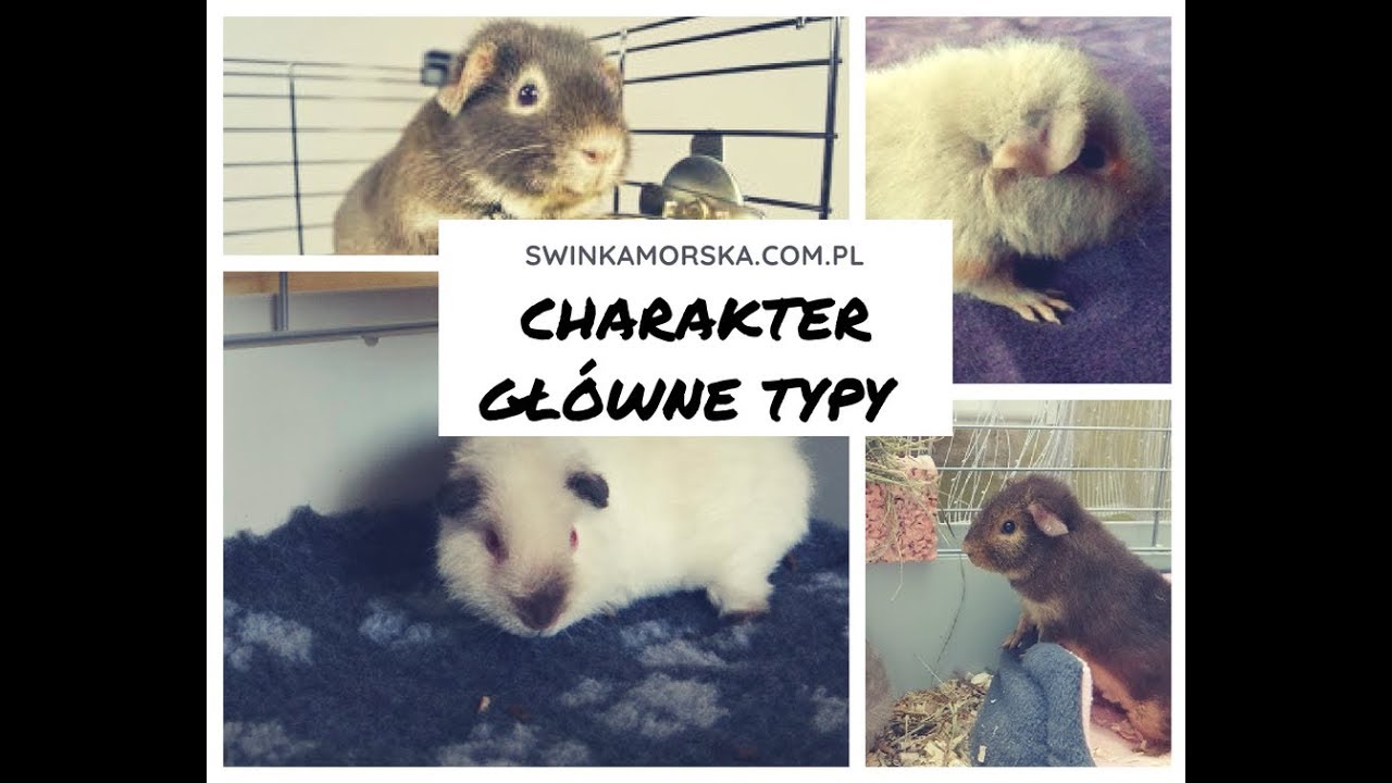 Główne typy charakterów / usposobień u świnek morskich