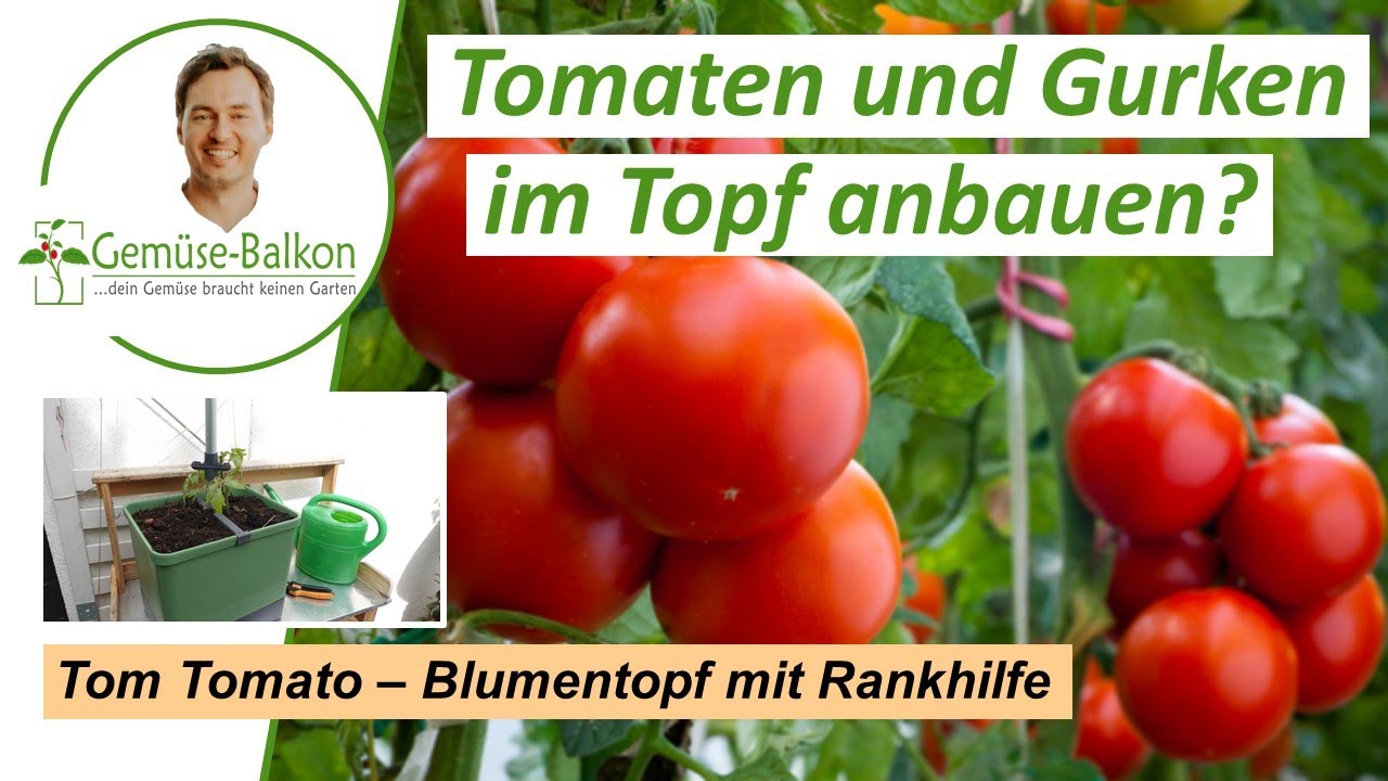 Tomaten und Gurken im Topf anbauen 🍅 - Tom Tomato - Blumentopf mit Rankhilfe