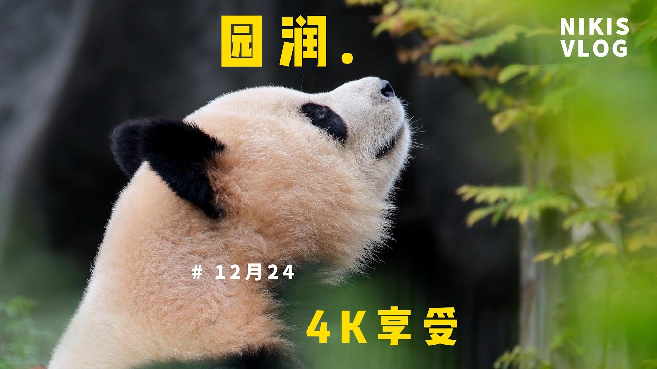 12月24日 相信我 这个系列你去现场蹲一天还没这个好看#大熊猫园润 #panda#huahua#cute#大熊猫#animals