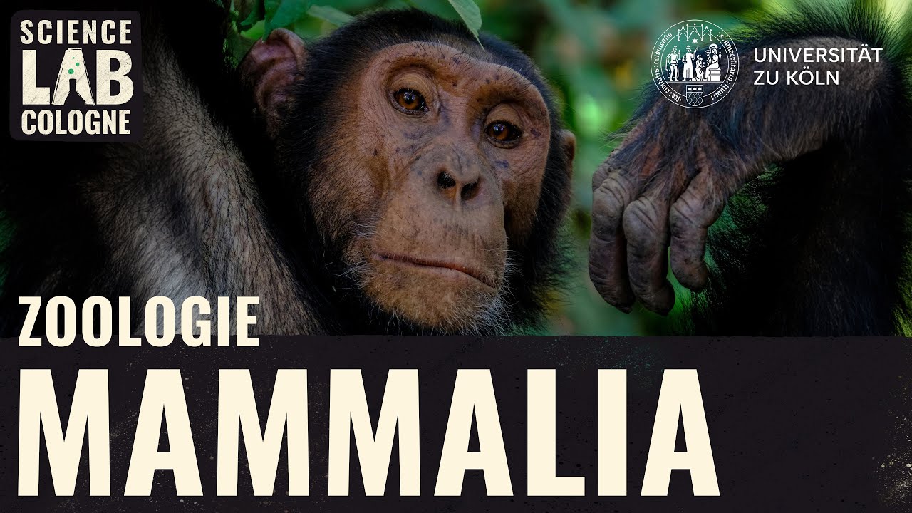 Zoologie - S&auml;ugetiere (8/9: Primaten)