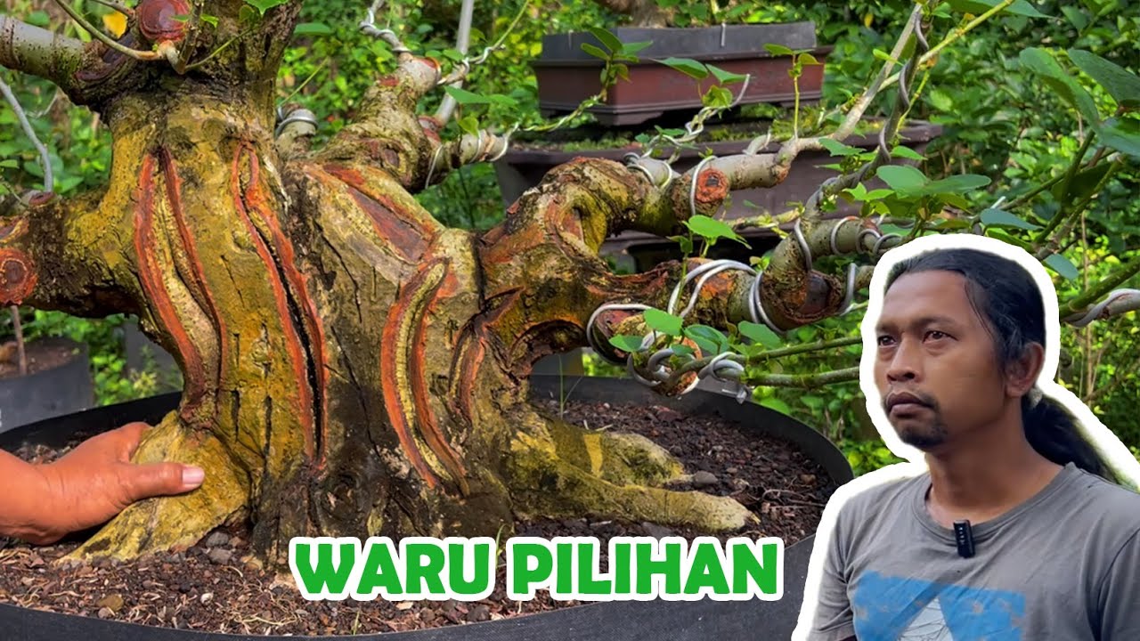 INI ADALAH PILIHAN YANG BERBEDA UNTUK PELATIH