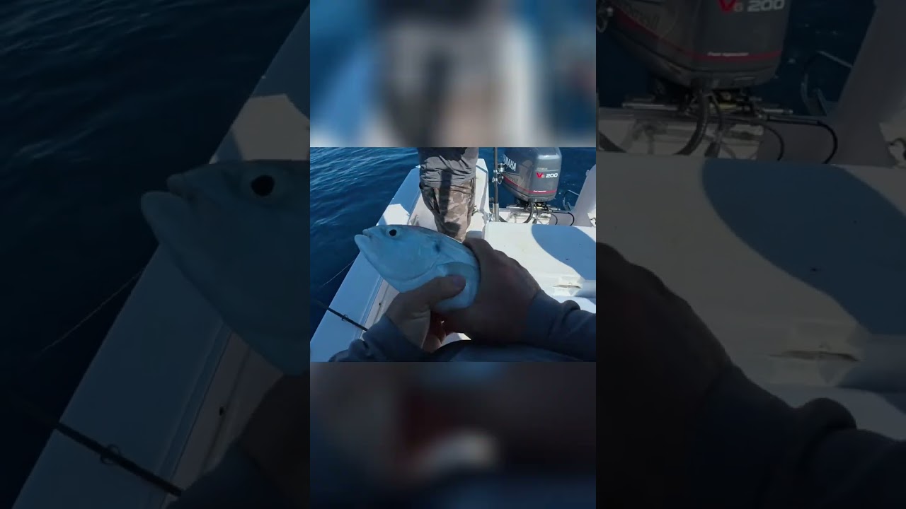¡Pescando en alta mar! ¡Tiburones y un rebujento épico! 