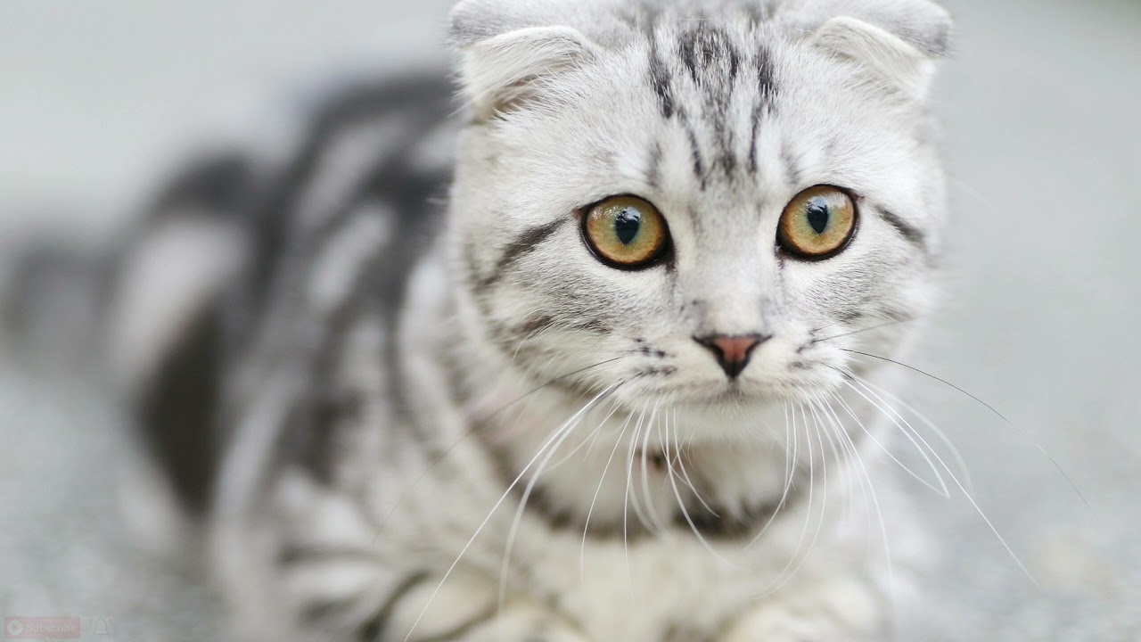 Instagram New Trend (Cat Version)