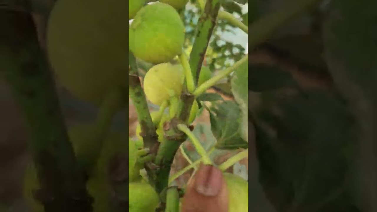 كيف تتعامل  مع الزراعه داخل البيوت المحميه