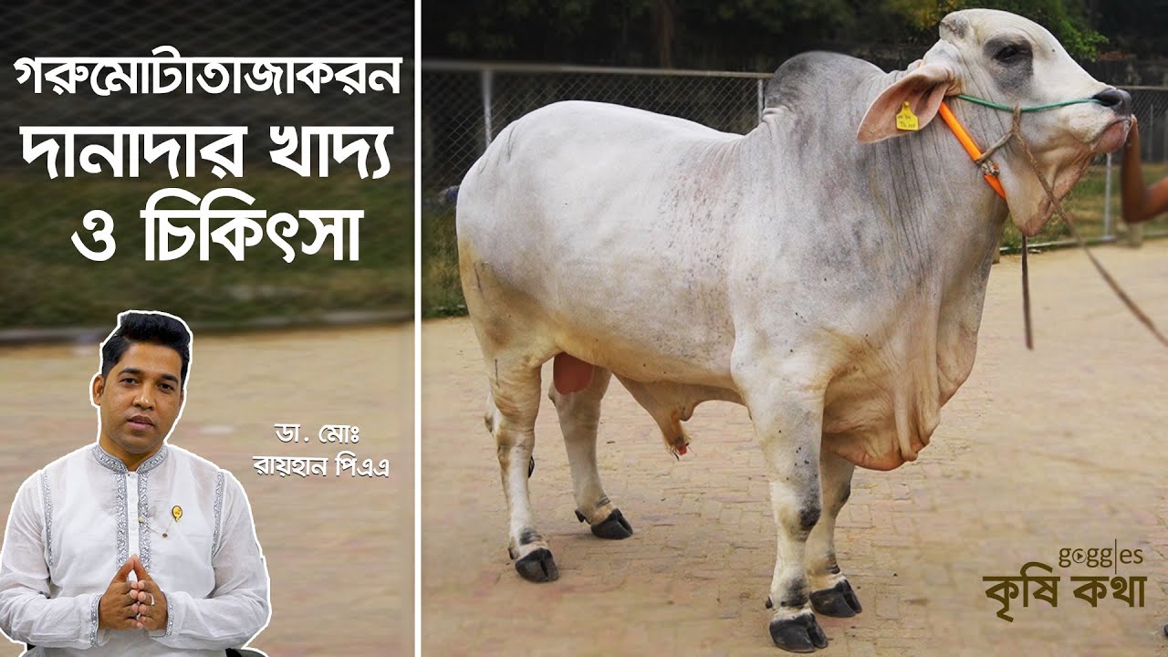 মোটাতাজাকরন, গরুর দানাদার খাদ্য এবং চিকিৎসা। ডা মোঃ রায়হান পিএএ | Cow Fattening Method | কৃষিকথা