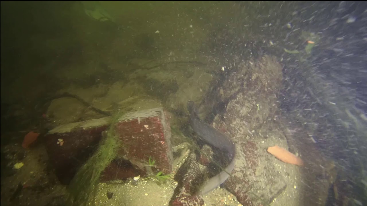 Canterbury Divers   River Stour dive 04 July 2019 at the Fordwich Canterbury.