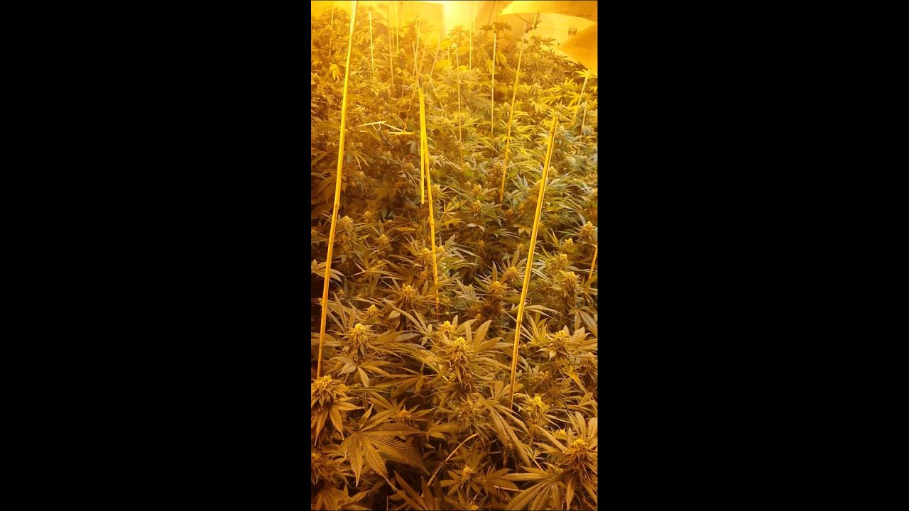 Matt Boffins Pot Pic's - Grow Op day 42 of bud