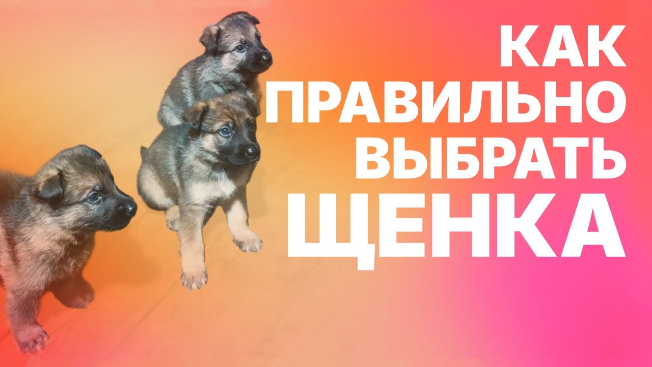 Как правильно выбрать щенка. How to choose a puppy properly.