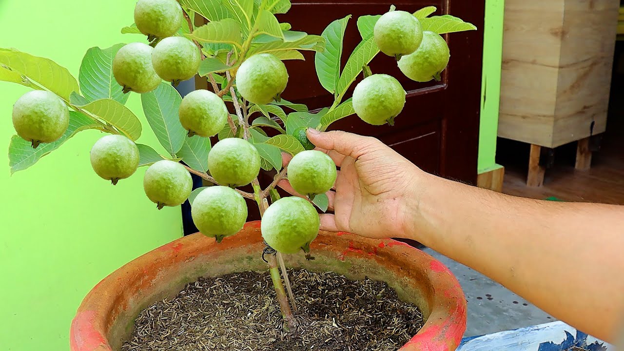 अमरुद के पौधे में ये डाल दो गमले में भर-भर के आयेंगे अमरूद/grow guava plant/guava growing fertilizer
