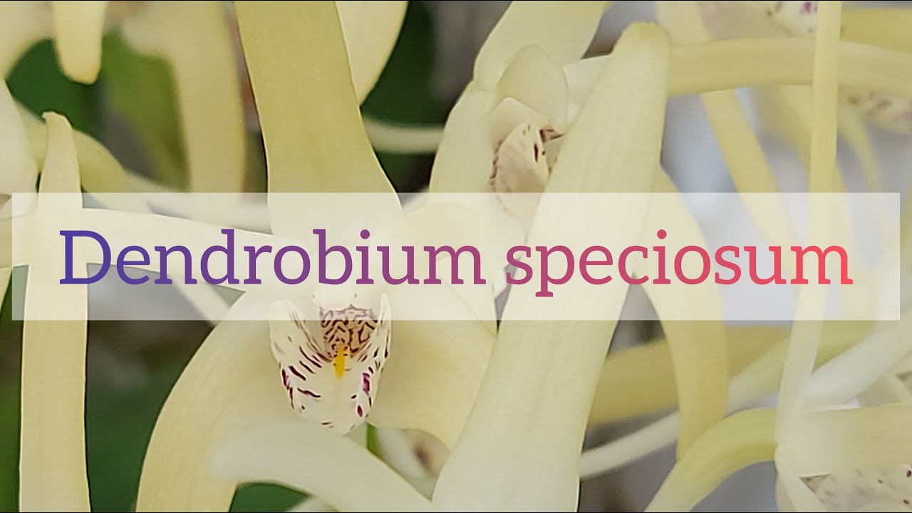 dendrobium speciosum, coltivazione casalinga