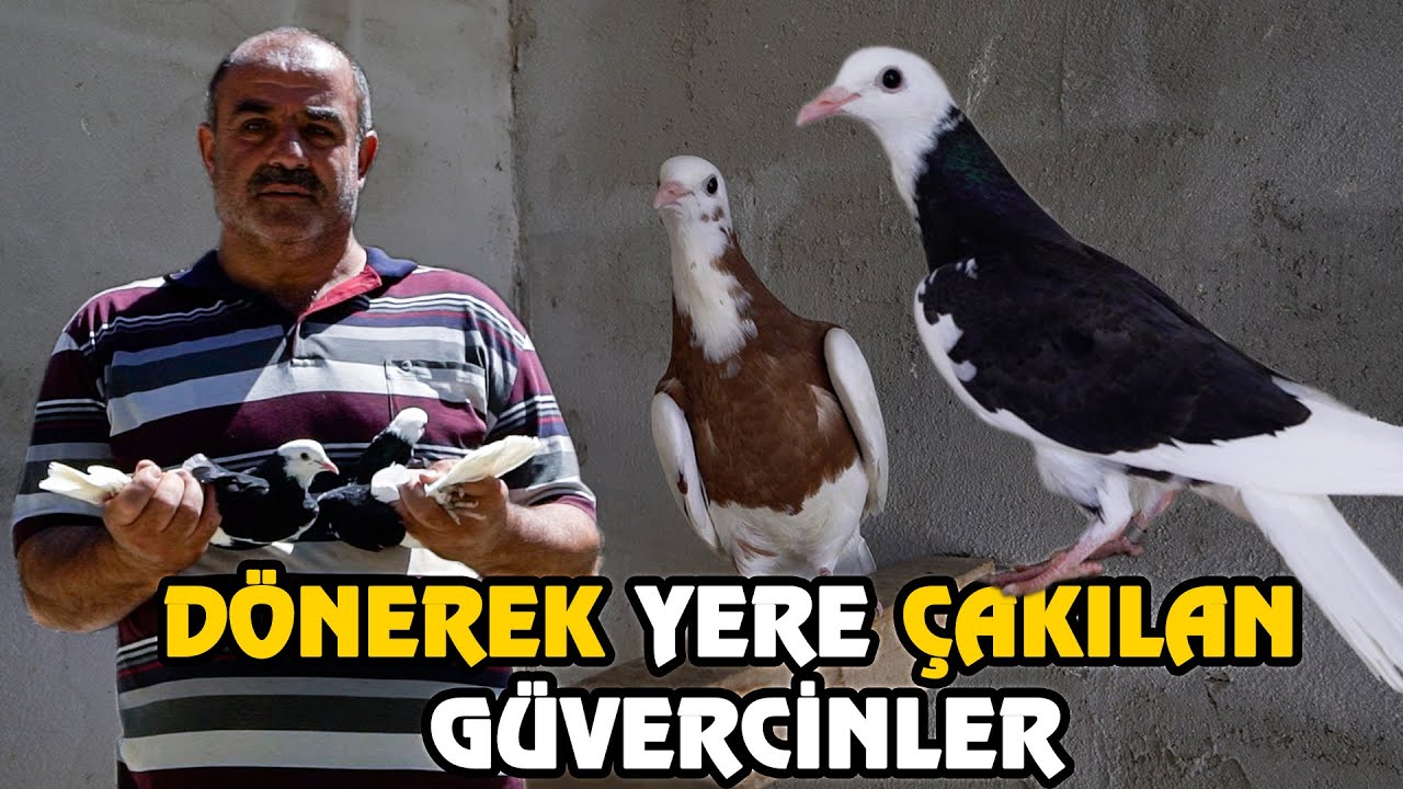 PERVANE GİBİ DÖNEN GÜVERCİNLER! | KUŞADASI ERKAN-RAMAZAN TAŞDEMİR KÜMES ZİYARETİ
