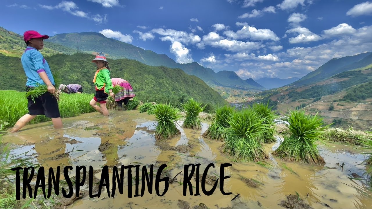 Transplanting rice in Sapa, Vietnam (4K)