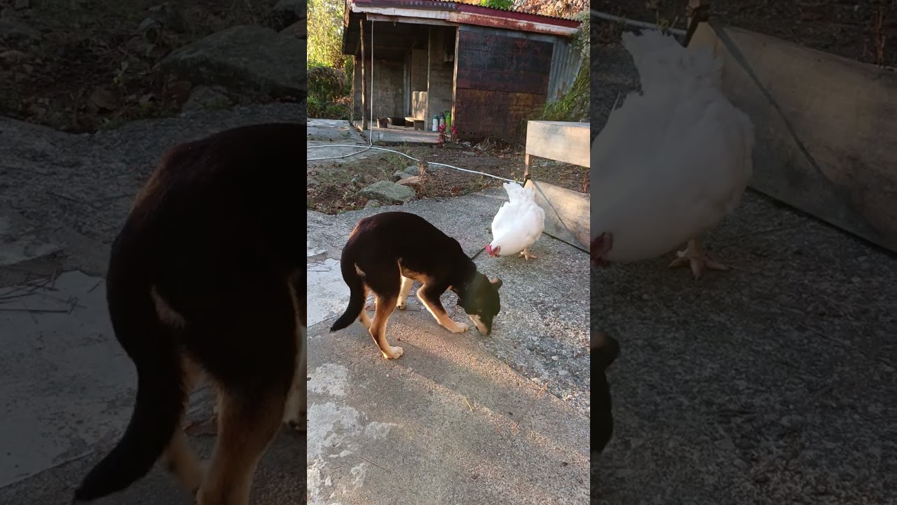 Funny Chicken and Dog 🤭😅🤣 #funnymoments #chicken #dog #funny #farming 