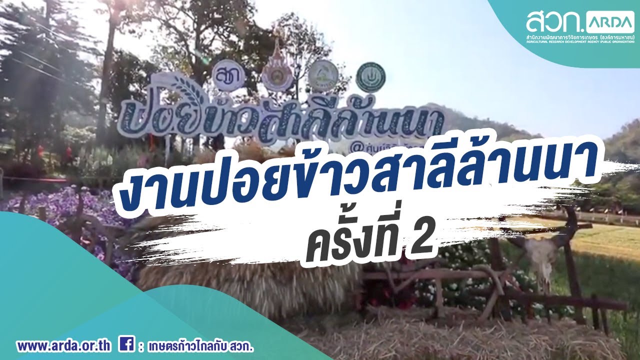 ปอยข้าวสาลีล้านนาครั้งที่ 2 ศูนย์วิจัยข้าวสะเมิง | สวก.