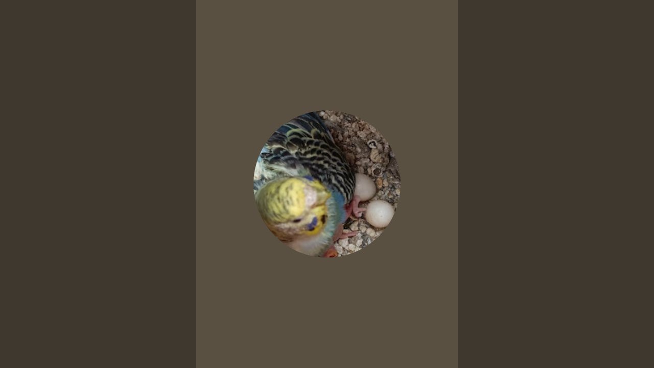 ilovebirds is live!