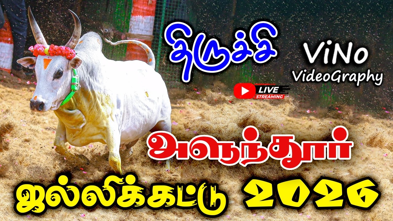 🔴🔴திருச்சிஅளுந்தூர் ஜல்லிக்கட்டு 2026  |  Trichy Alunthur Jallikkattu 2026 | ViNo Videography Live