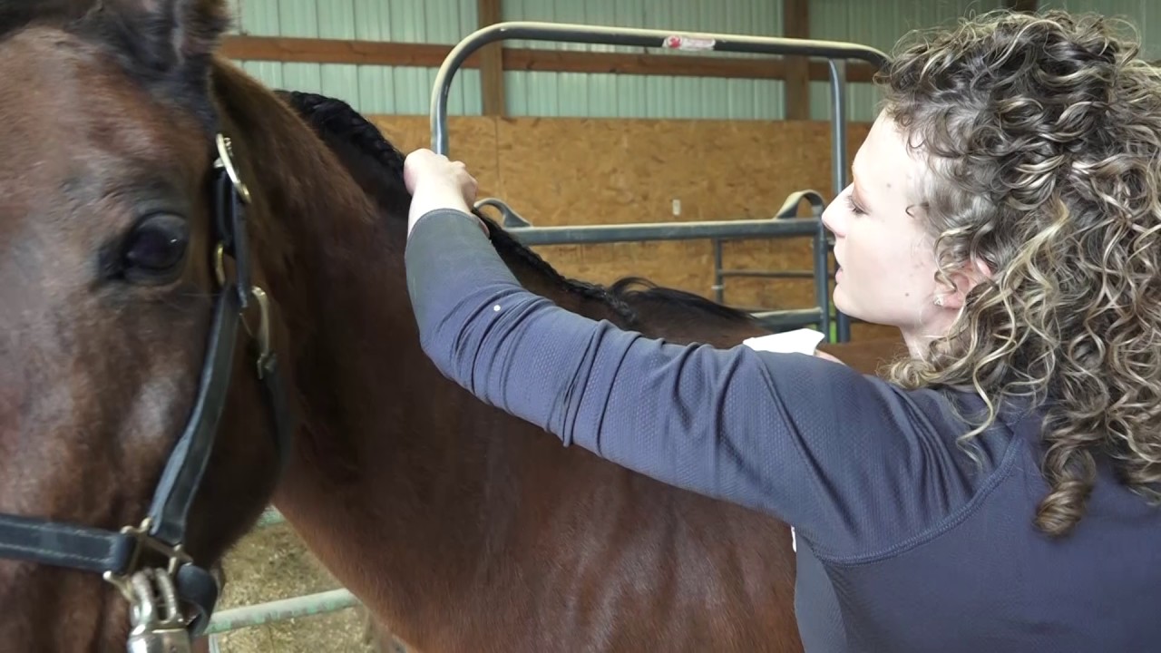 How to Do a Running Mane Braid and Tail Braid on Your Arabian Horse