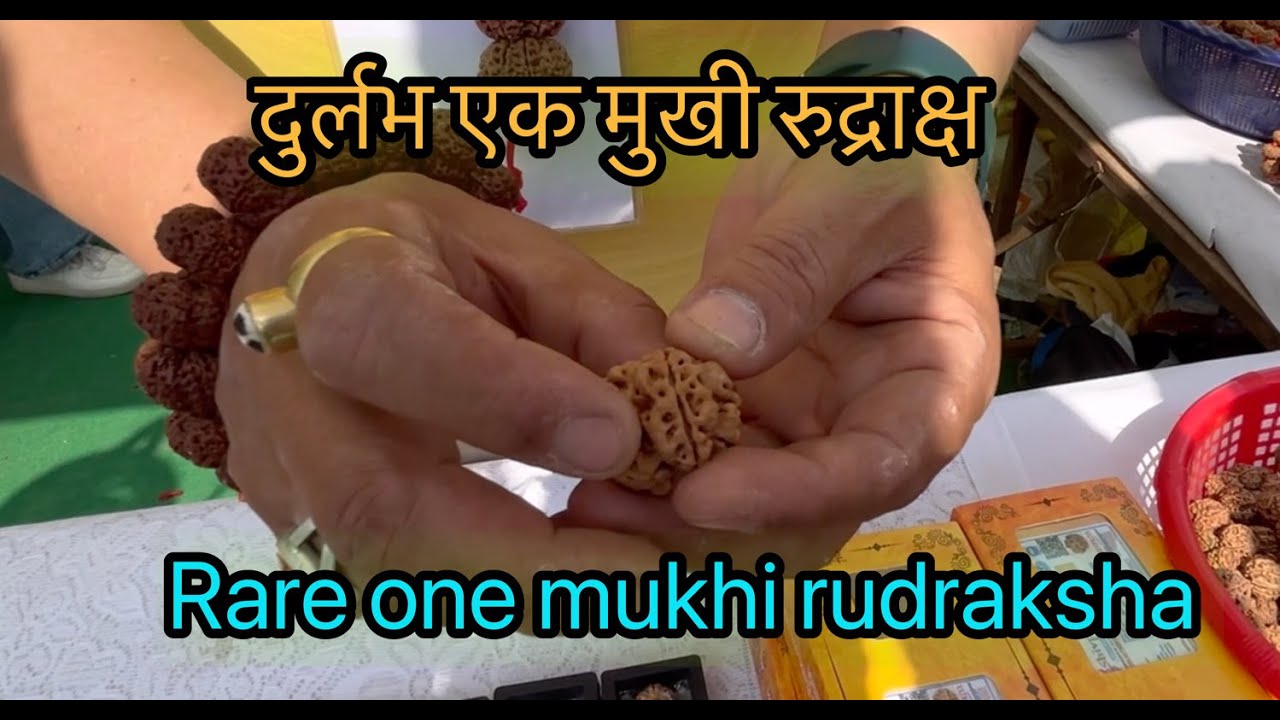 दुर्लभ रुद्राक्ष की खोज: नेपाल से सीधे आपके लिए #facts #nepali #rudhraksh