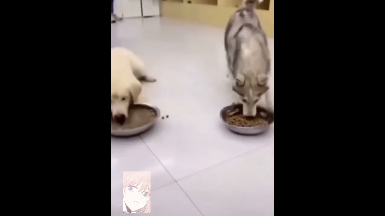 The predatory marrige between the king and the paladin.