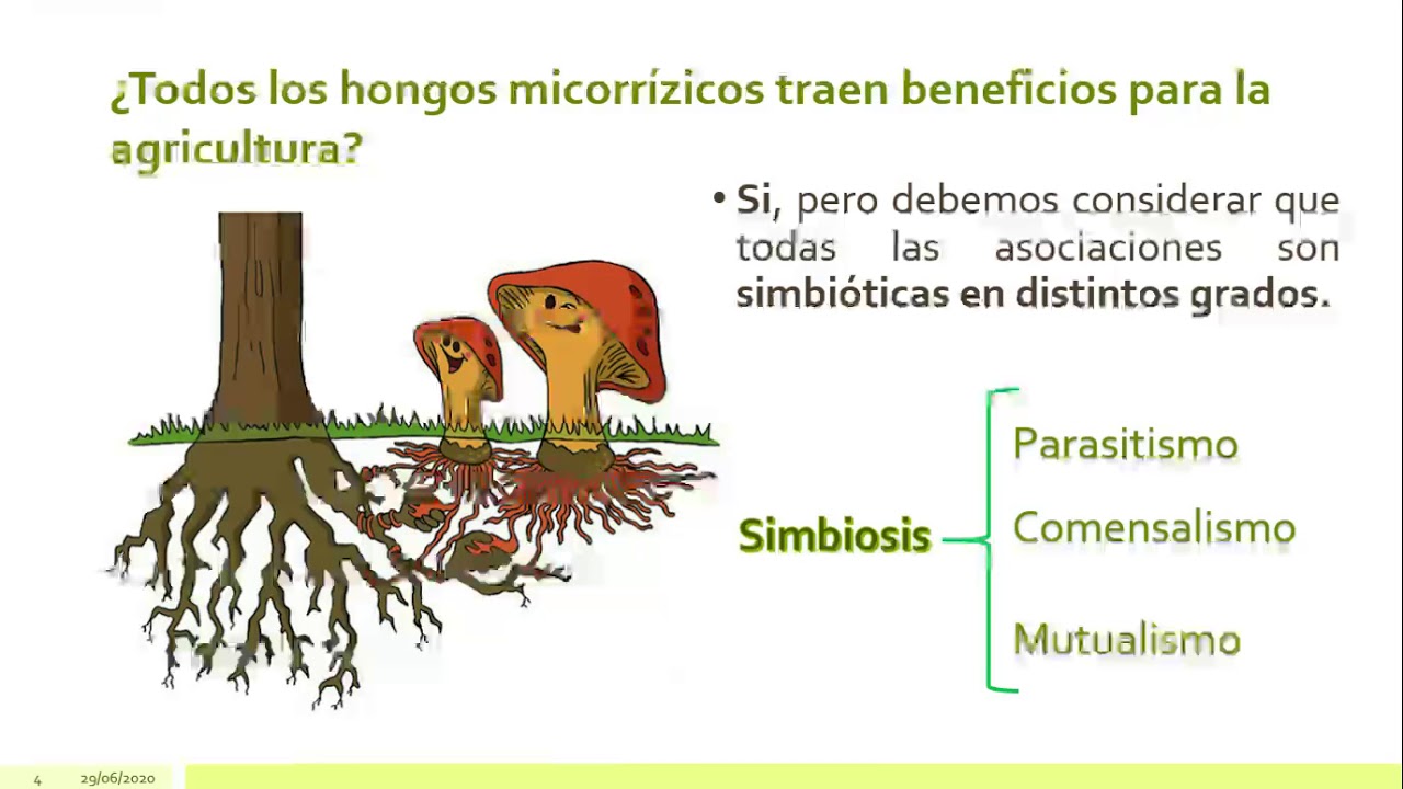 Importancia de los hongos micorrízicos en la agricultura