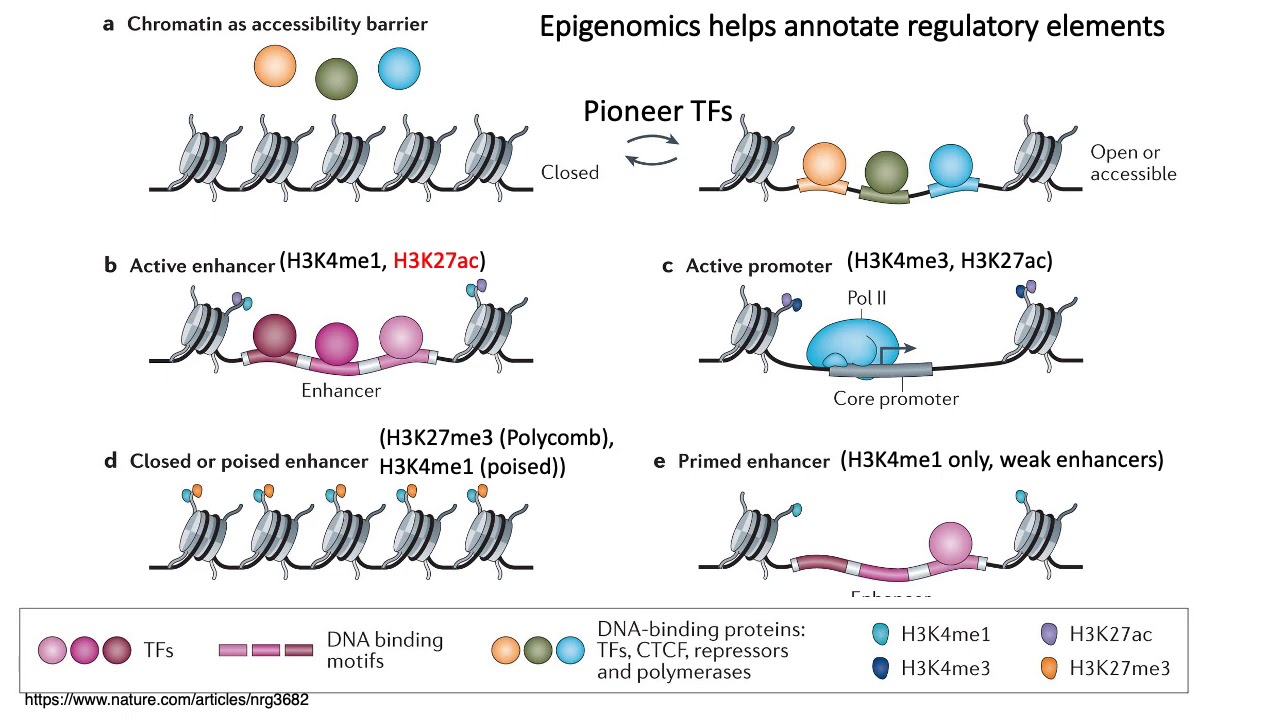 MCB 182 Lecture 8.2 - Histone modifications, ChIP-seq, CUT&RUN