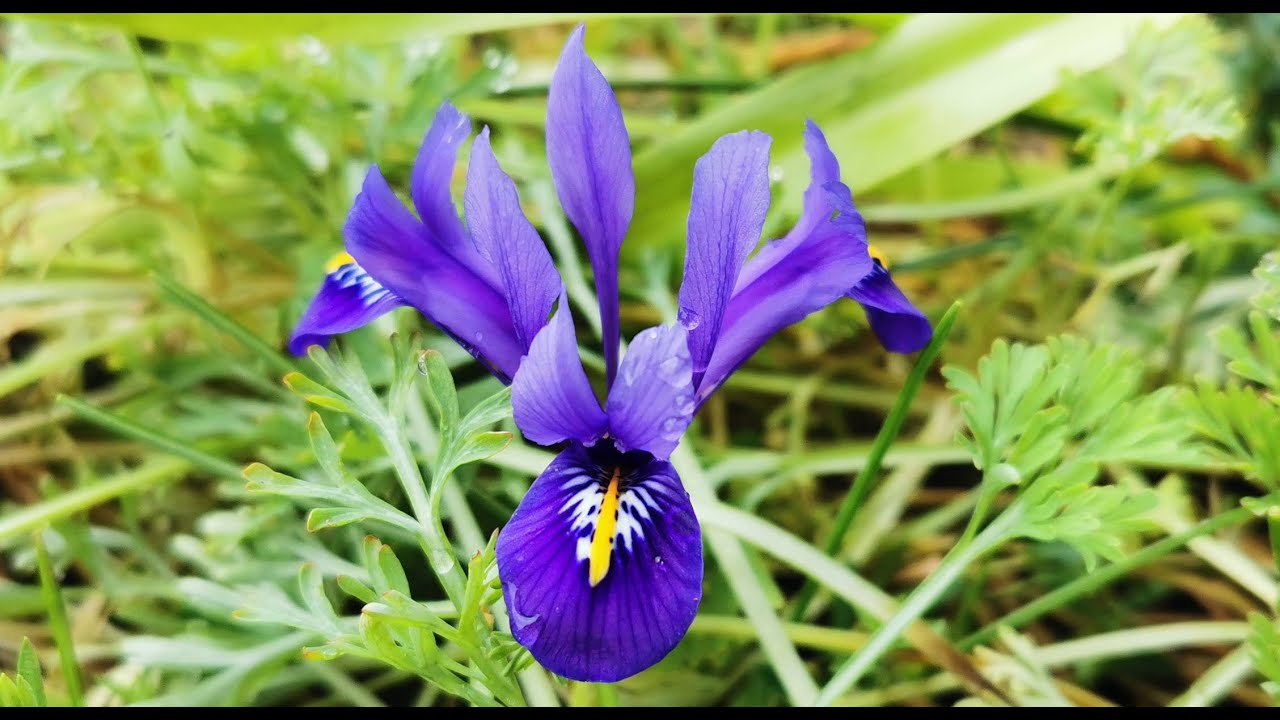 Winter flowers for British gardens: how to grow the striking blue - violet Iris reticulata 