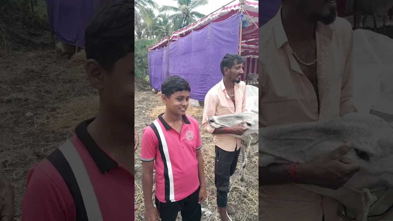 ಕುಮಾರ್ ಬನ್ನೂರ್ C ಹಳ್ಳಿ ಹಳ್ಳಿಕಾರ್ ಬಗ್ಗೆ ಸಲಹೆ ನಾಡಿನ ಜನತೆಗೆ  🙏🙏🙏
