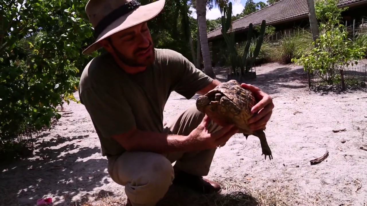 Ultimate Leopard Tortoise Care Tutorial