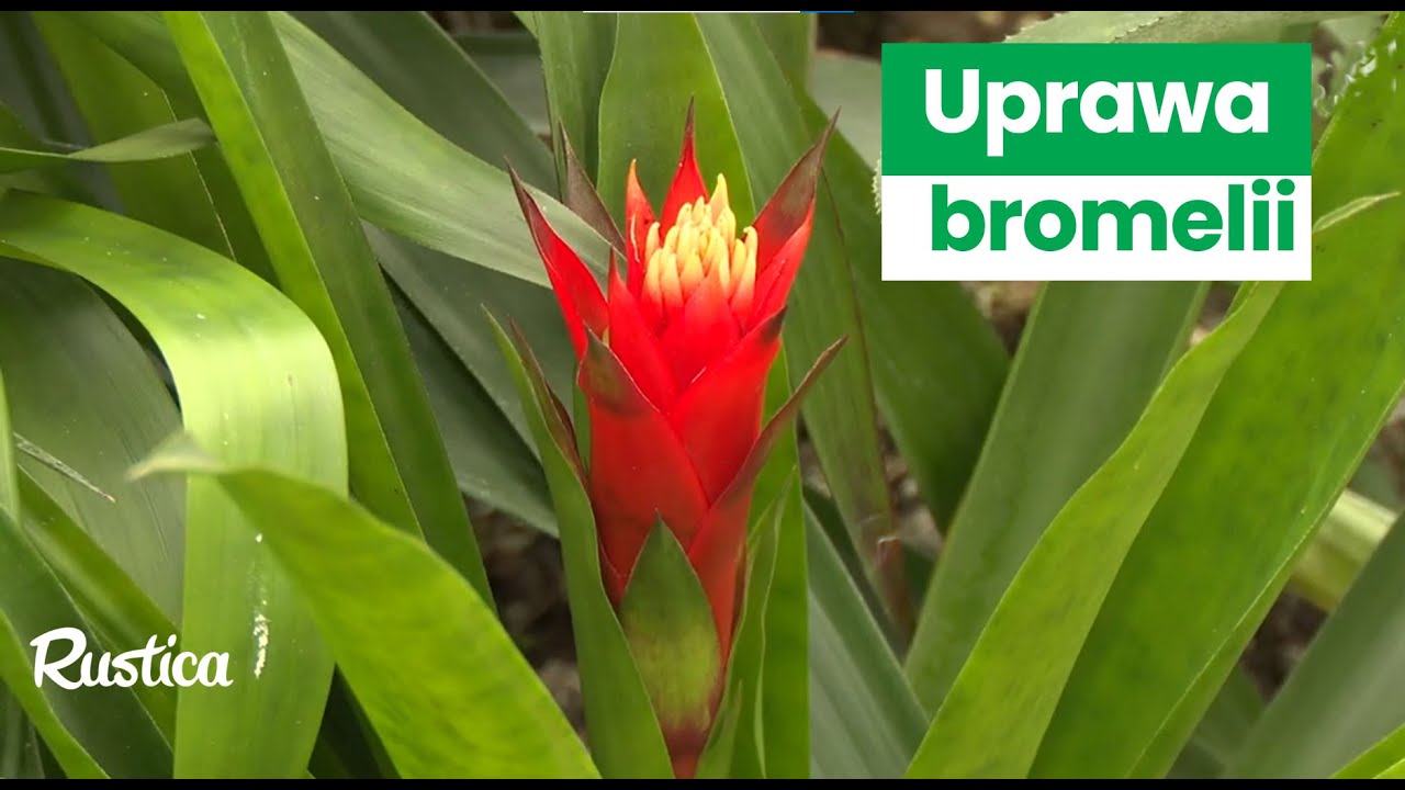 Jak uprawiać bromelie