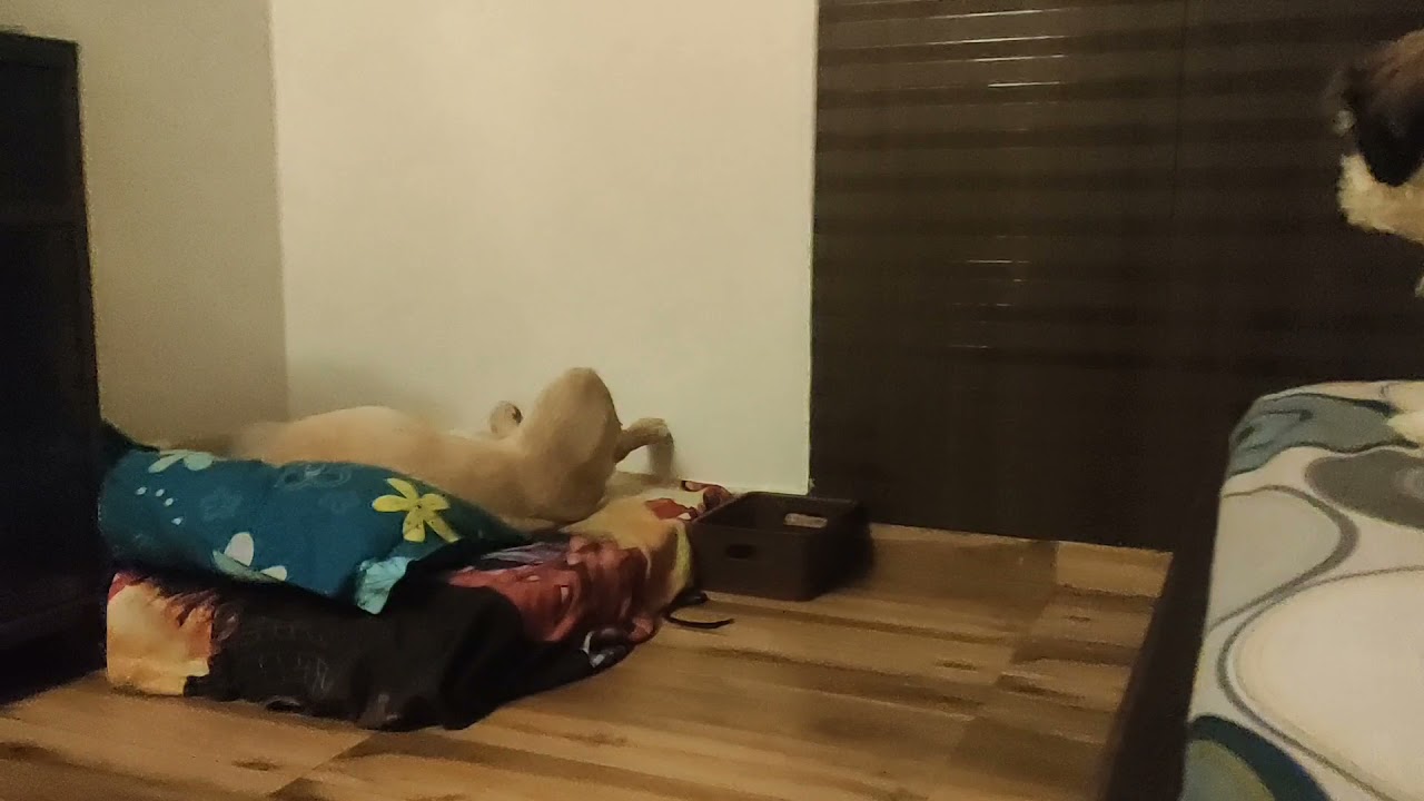 SHIRO Irritating MILO @ 3am🤪 || Funny Video