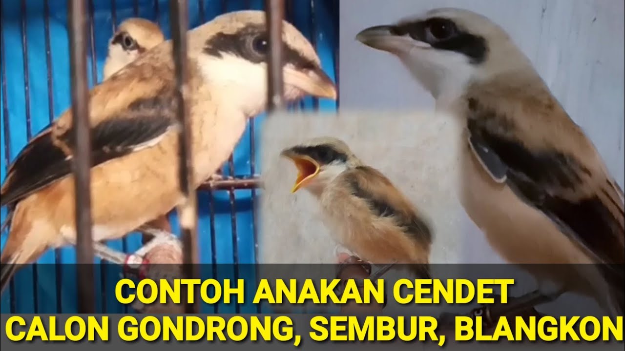 CONTOH ANAKAN CENDET CALON GONDRONG, SEMBUR, BLANGKON, Produk Padepokan