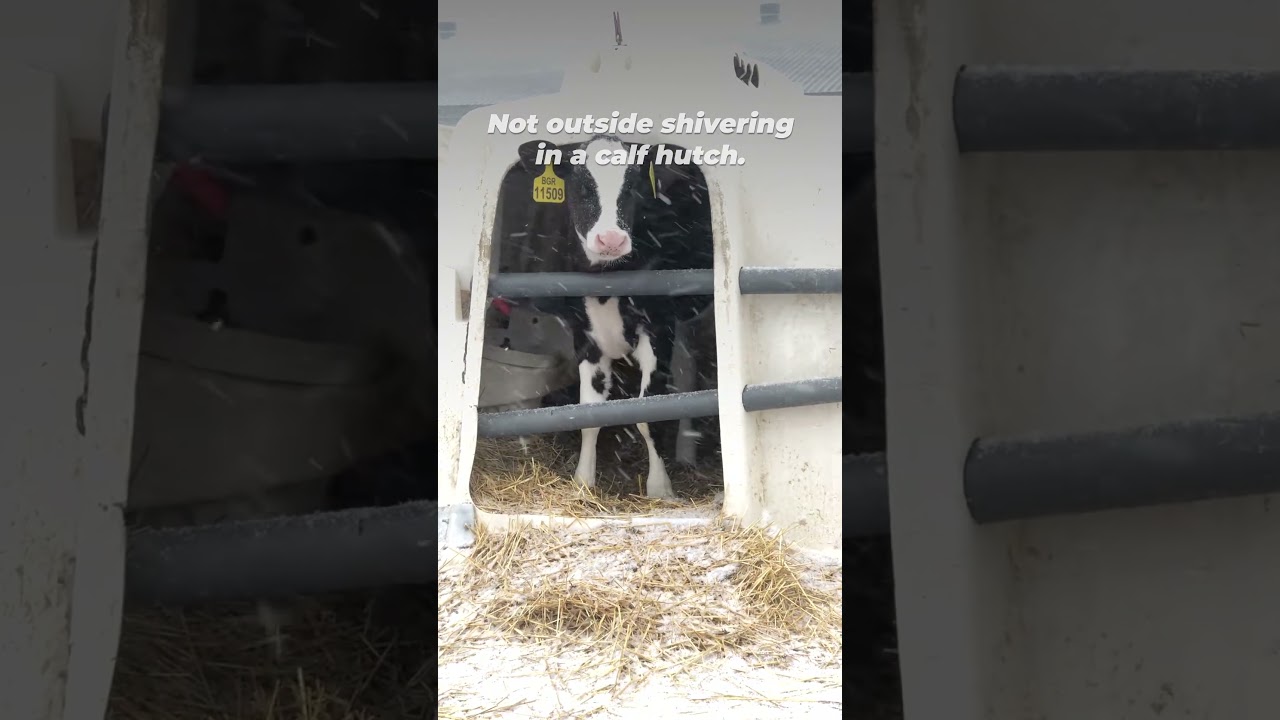 The Hidden Reality Behind Milk