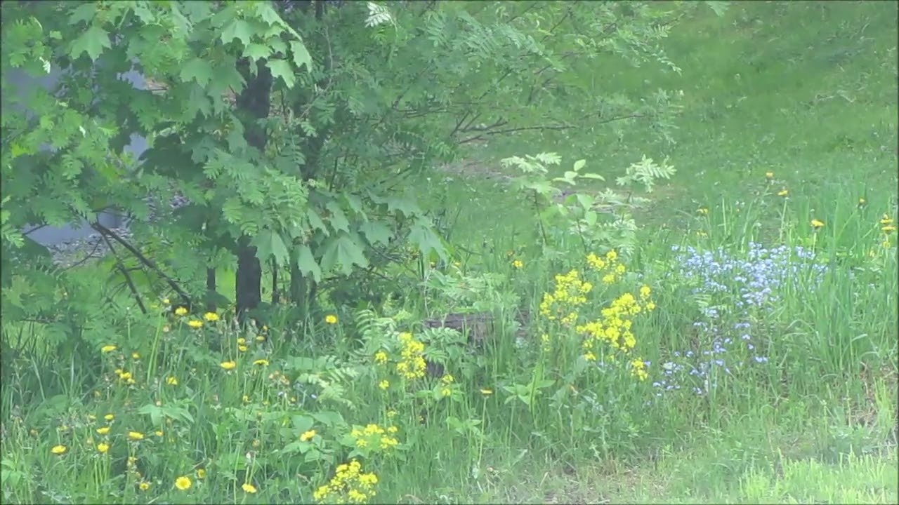 Matti ja Teppo & Pasi Kaunisto..🎵🎵
