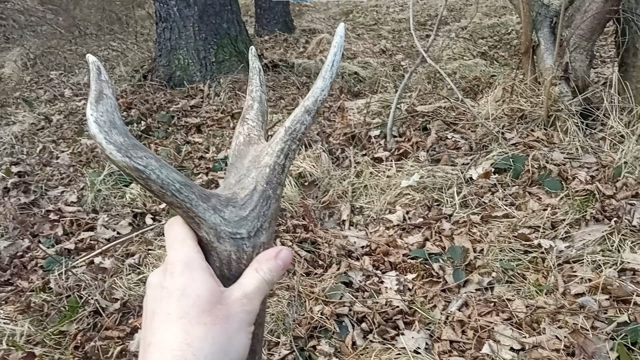 Zrzuty Jeleni - Piękny 10 tak Z Zarysem Na 12 taka Tyka Od Starego Byka  Deer Stag Hart