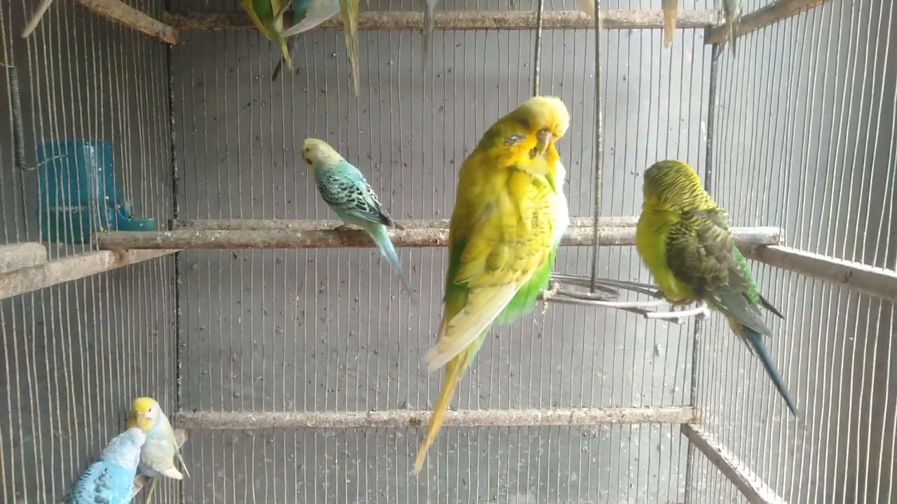 🌿🐦 Der natürliche Weg zu glücklichen & gesunden Wellensittichen